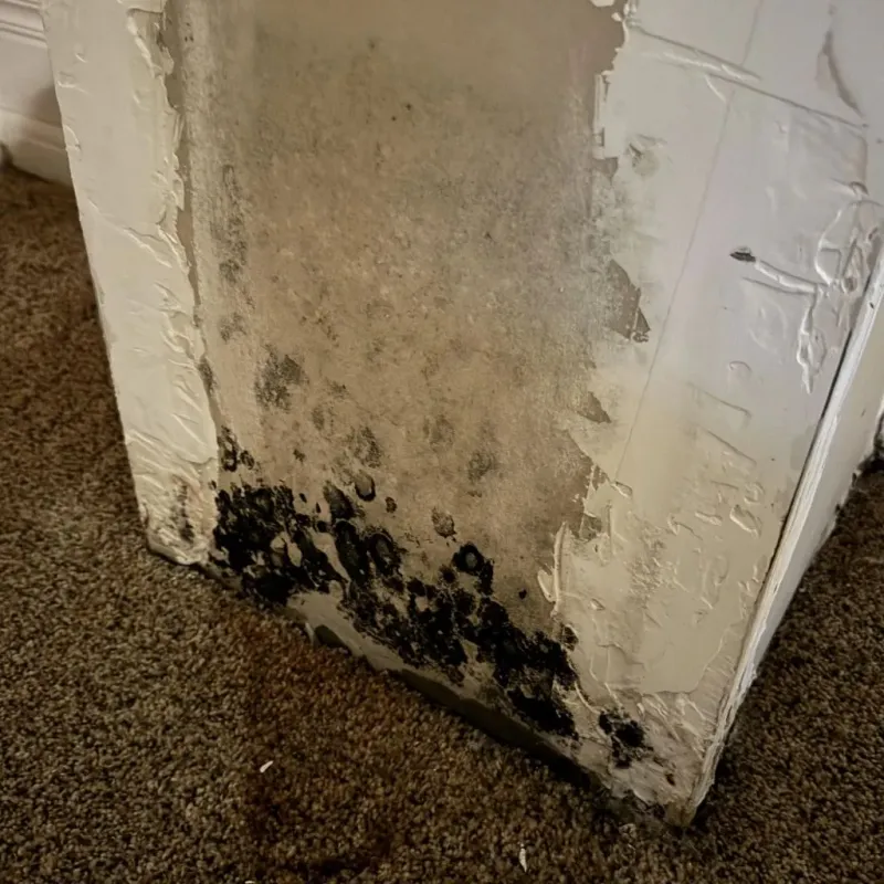 Professional Mold Removal in Benton City, WA